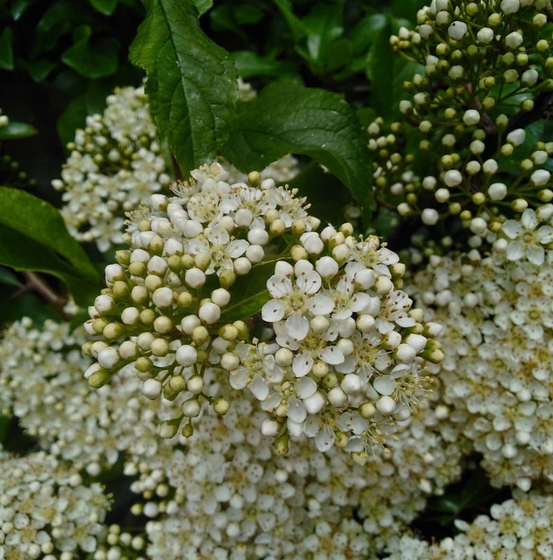 Photo Blooming shrubs